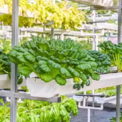 Convierte tu Pasión en Negocio con una huerta hidropónica