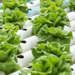 La ciencia de la nutrición hidropónica 